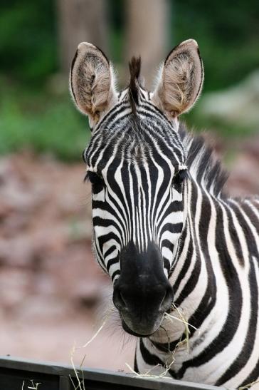 Böhm-Zebra Zoo Vivarium Darmstadt 2019