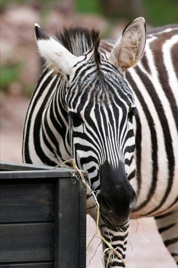 Böhm-Zebra Zoo Vivarium Darmstadt 2019