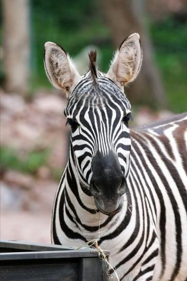 Böhm-Zebra Zoo Vivarium Darmstadt 2019