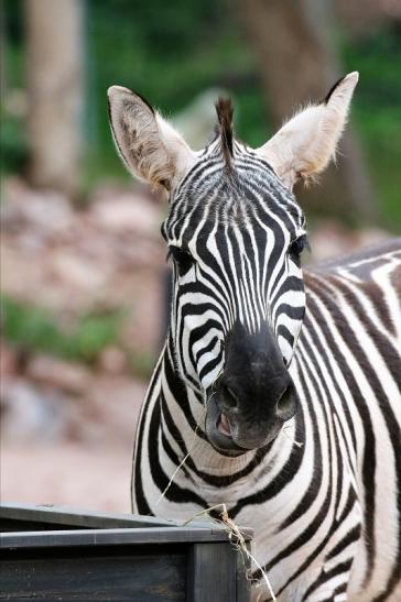 Böhm-Zebra Zoo Vivarium Darmstadt 2019