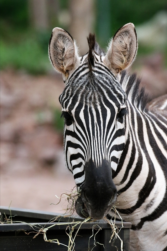 Böhm-Zebra Zoo Vivarium Darmstadt 2019