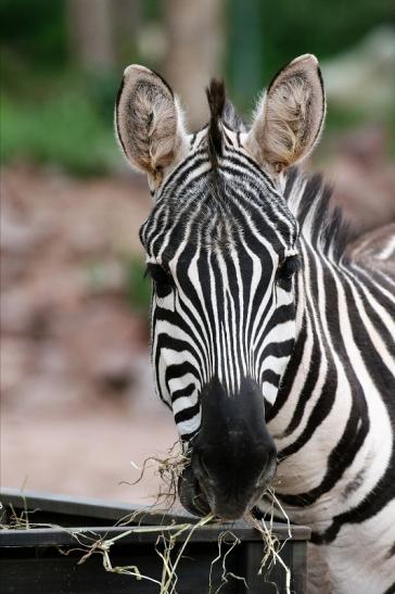 Böhm-Zebra Zoo Vivarium Darmstadt 2019