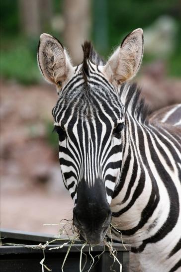 Böhm-Zebra Zoo Vivarium Darmstadt 2019