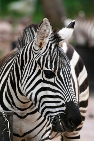 Böhm-Zebra Zoo Vivarium Darmstadt 2019