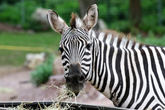 Böhm-Zebra Zoo Vivarium Darmstadt 2019