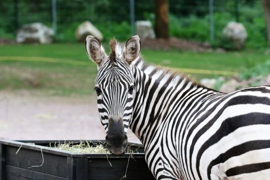 Böhm-Zebra Zoo Vivarium Darmstadt 2019