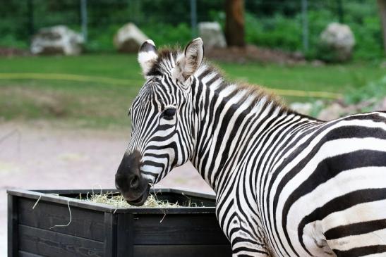 Böhm-Zebra Zoo Vivarium Darmstadt 2019
