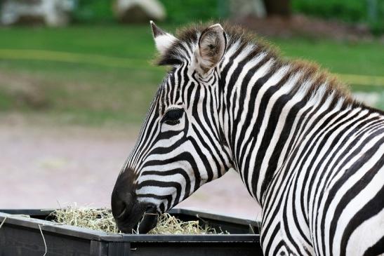 Böhm-Zebra Zoo Vivarium Darmstadt 2019