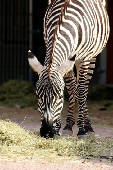 Böhm-Zebra Zoo Vivarium Darmstadt 2019