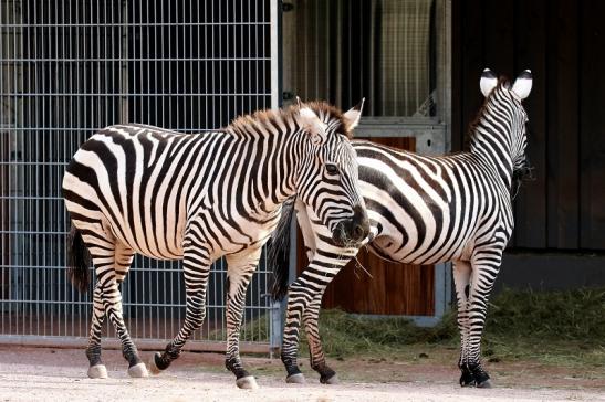 Böhm-Zebra Zoo Vivarium Darmstadt 2019