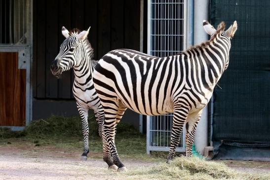 Böhm-Zebra Zoo Vivarium Darmstadt 2019