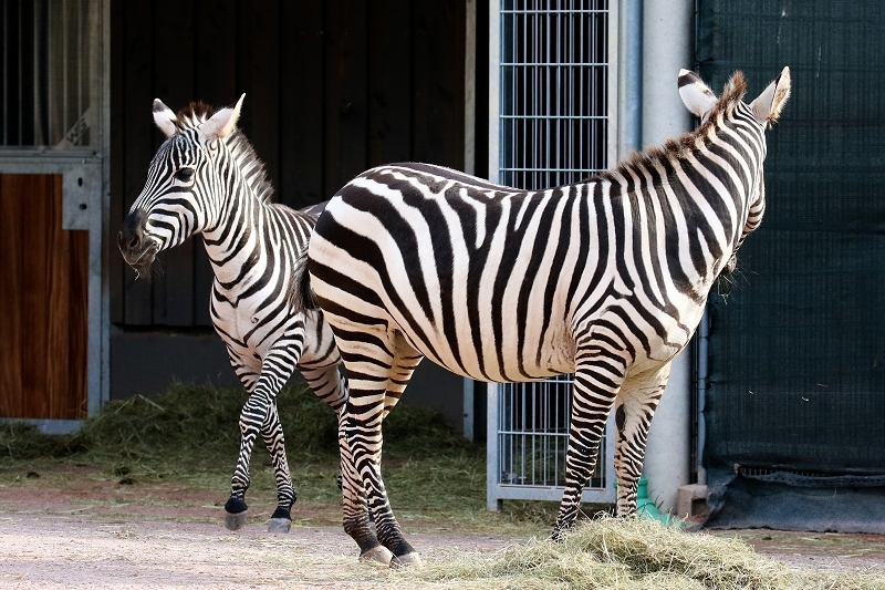 Böhm-Zebra Zoo Vivarium Darmstadt 2019