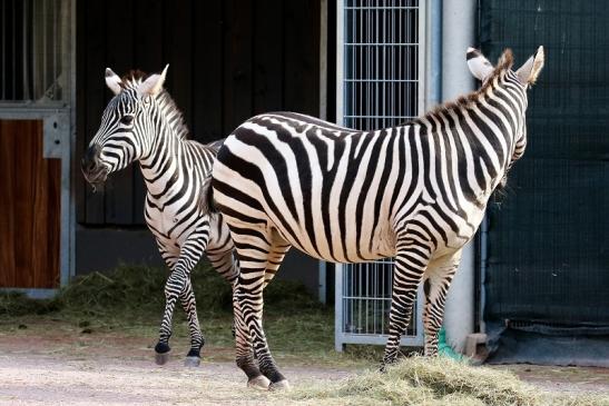 Böhm-Zebra Zoo Vivarium Darmstadt 2019