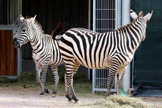 Böhm-Zebra Zoo Vivarium Darmstadt 2019