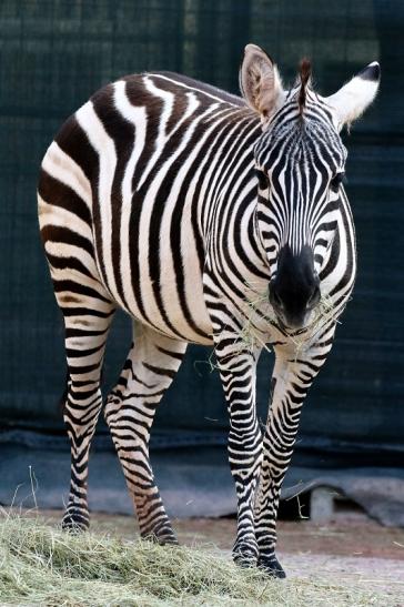 Böhm-Zebra Zoo Vivarium Darmstadt 2019