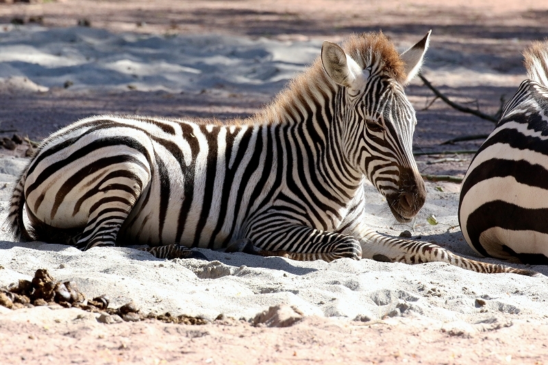 Böhm-Zebra Zoo Vivarium Darmstadt 2019