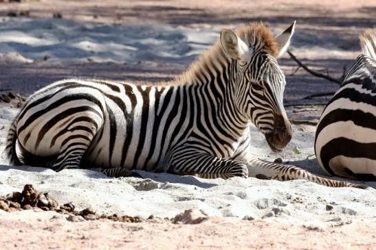 Böhm-Zebra Zoo Vivarium Darmstadt 2019