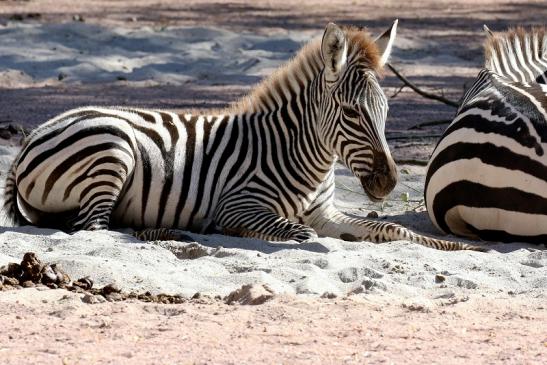 Böhm-Zebra Zoo Vivarium Darmstadt 2019