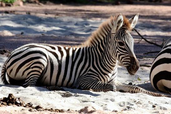 Böhm-Zebra Zoo Vivarium Darmstadt 2019