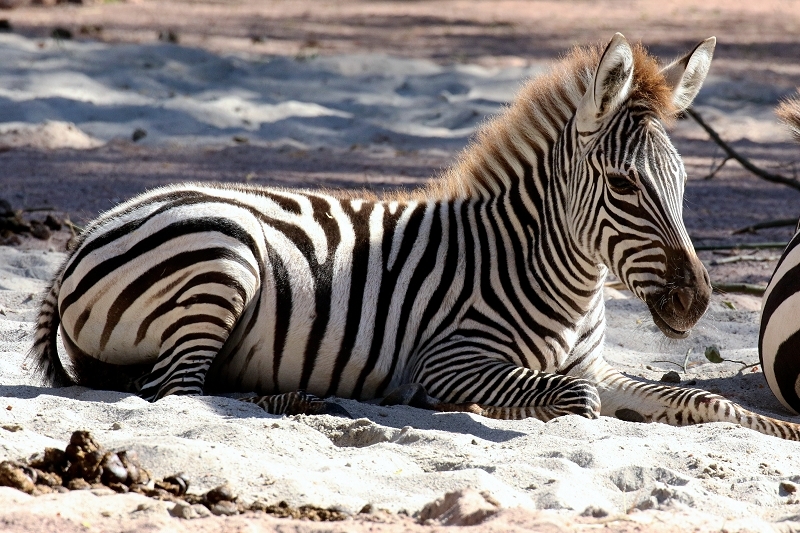Böhm-Zebra Zoo Vivarium Darmstadt 2019
