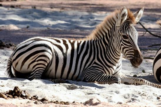 Böhm-Zebra Zoo Vivarium Darmstadt 2019