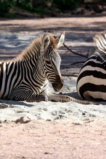 Böhm-Zebra Zoo Vivarium Darmstadt 2019