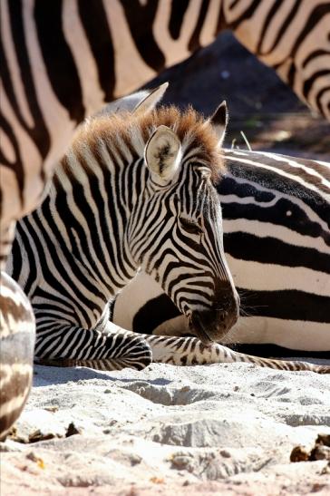 Böhm-Zebra Zoo Vivarium Darmstadt 2019