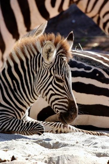 Böhm-Zebra Zoo Vivarium Darmstadt 2019