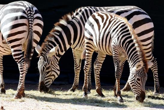 Böhm-Zebra Zoo Vivarium Darmstadt 2019