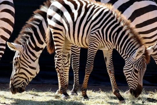 Böhm-Zebra Zoo Vivarium Darmstadt 2019