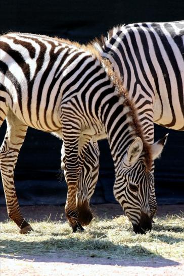 Böhm-Zebra Zoo Vivarium Darmstadt 2019