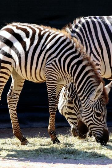 Böhm-Zebra Zoo Vivarium Darmstadt 2019