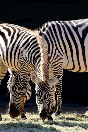 Böhm-Zebra Zoo Vivarium Darmstadt 2019