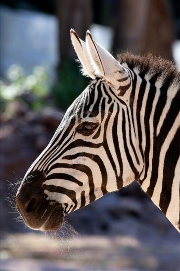 Böhm-Zebra Zoo Vivarium Darmstadt 2019