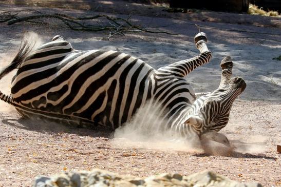 Böhm-Zebra Zoo Vivarium Darmstadt 2019