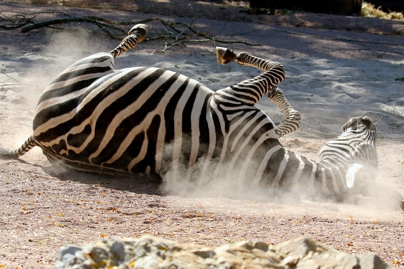 Böhm-Zebra Zoo Vivarium Darmstadt 2019