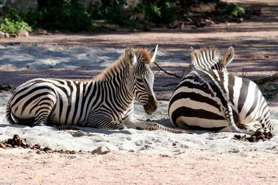 Böhm-Zebra Zoo Vivarium Darmstadt 2019