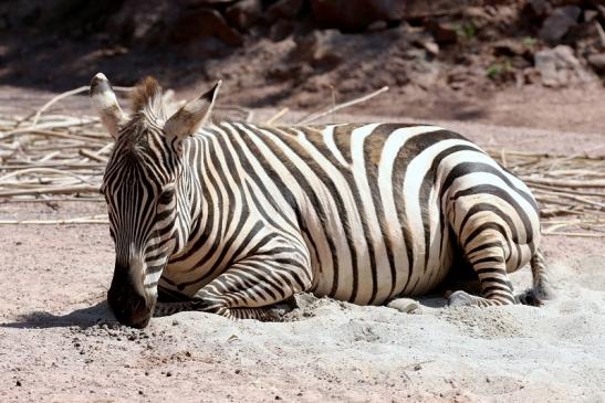 Böhm-Zebra Zoo Vivarium Darmstadt 2019