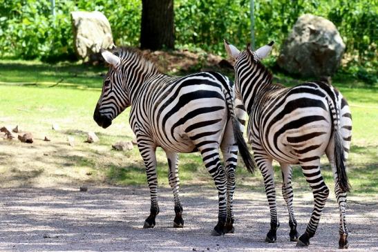 Böhm-Zebra Zoo Vivarium Darmstadt 2019