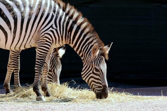 Böhm-Zebra Zoo Vivarium Darmstadt 2019