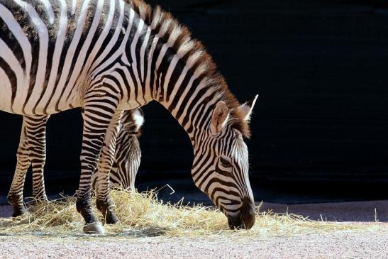 Böhm-Zebra Zoo Vivarium Darmstadt 2019