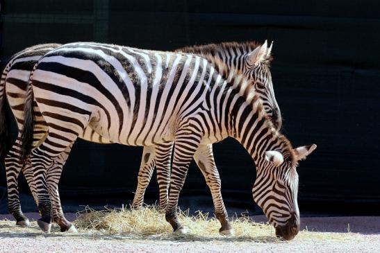 Böhm-Zebra Zoo Vivarium Darmstadt 2019