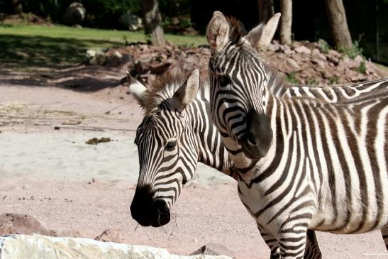 Böhm-Zebra Zoo Vivarium Darmstadt 2019