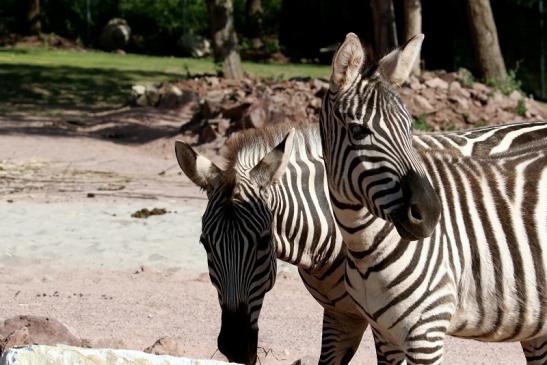 Böhm-Zebra Zoo Vivarium Darmstadt 2019