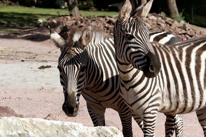 Böhm-Zebra Zoo Vivarium Darmstadt 2019