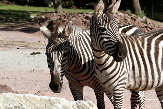 Böhm-Zebra Zoo Vivarium Darmstadt 2019