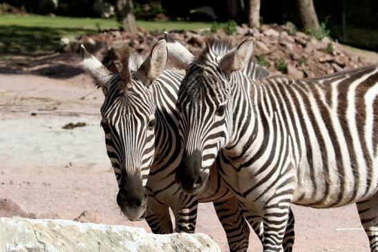 Böhm-Zebra Zoo Vivarium Darmstadt 2019