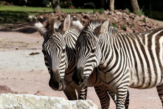 Böhm-Zebra Zoo Vivarium Darmstadt 2019