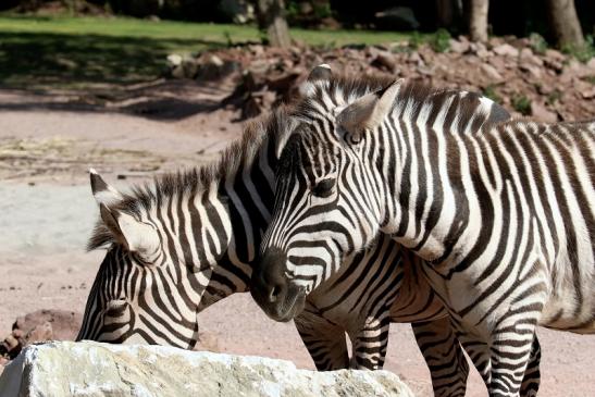 Böhm-Zebra Zoo Vivarium Darmstadt 2019