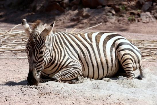 Böhm-Zebra Zoo Vivarium Darmstadt 2019